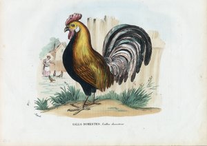 オンドリ、1863-79 作： Raimundo Petraroja